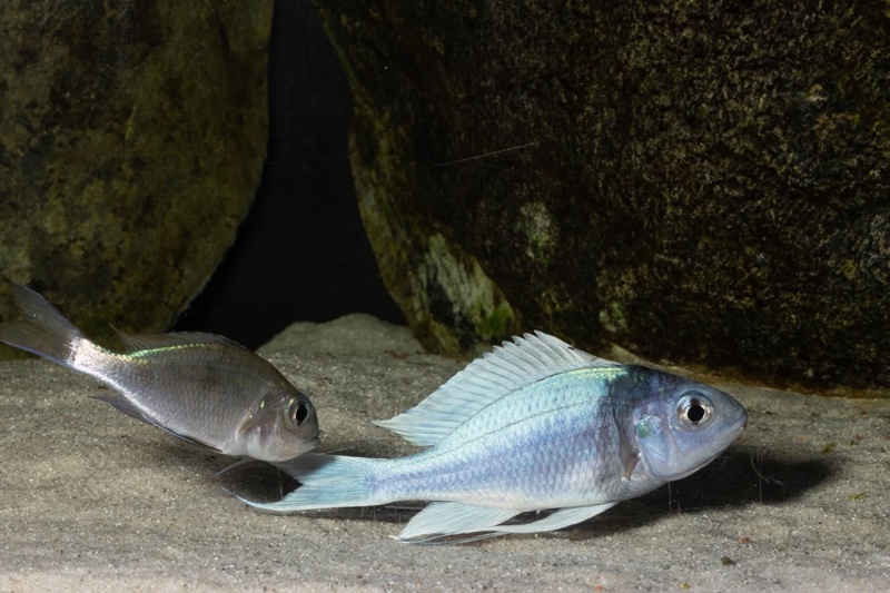 Ophthalmotilapia ventralis 'Kafyoko Point'